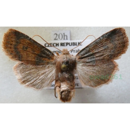 Charanyca ferruginea (Esper, 1785) Światłówka rdzawica Czech20h